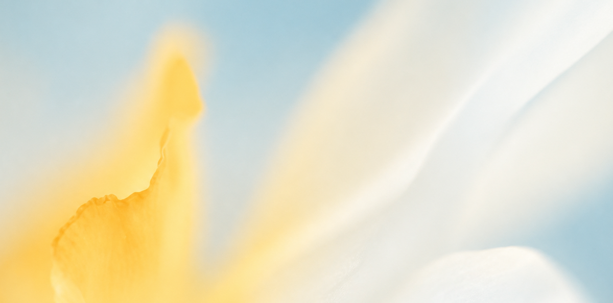 Soft-focus yellow and white flower petals against a pale blue sky